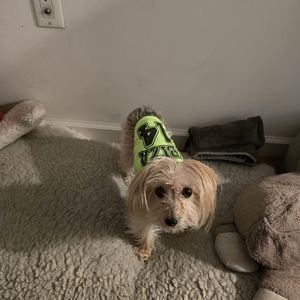 Ibiza Clubbers green medium pet tee